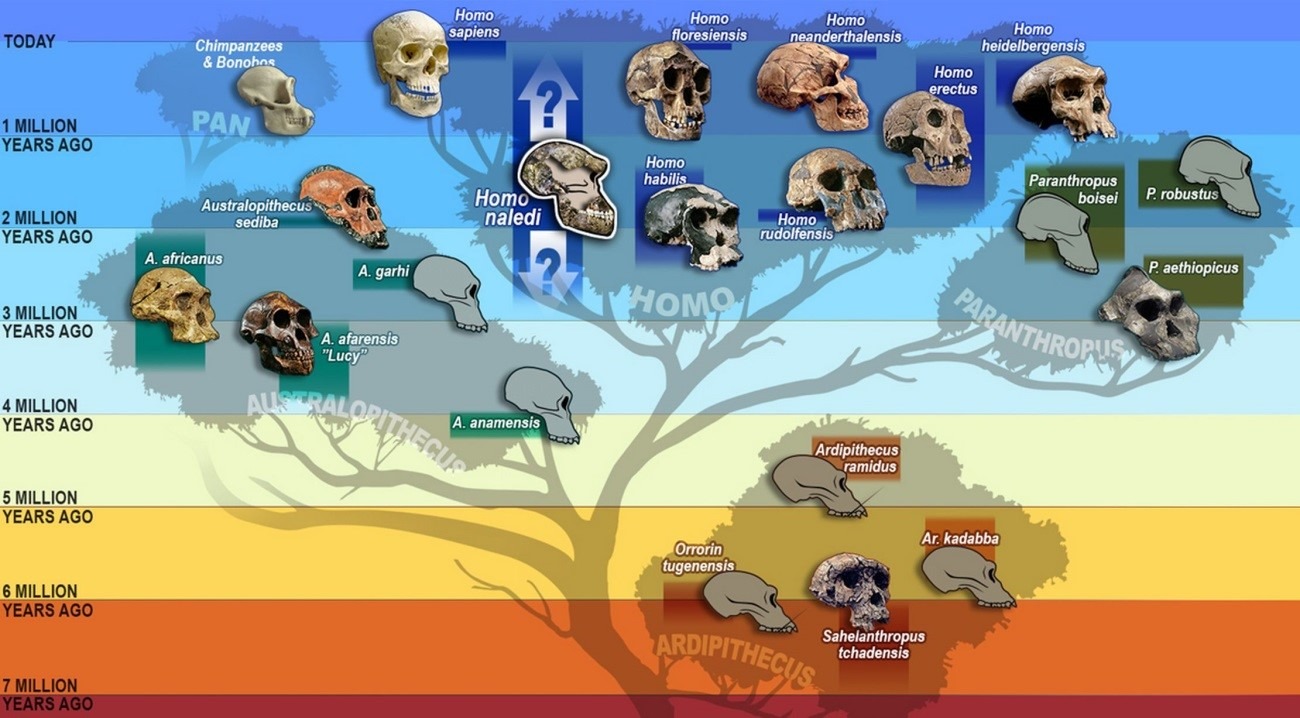 mapa evolucion darwinismo 2