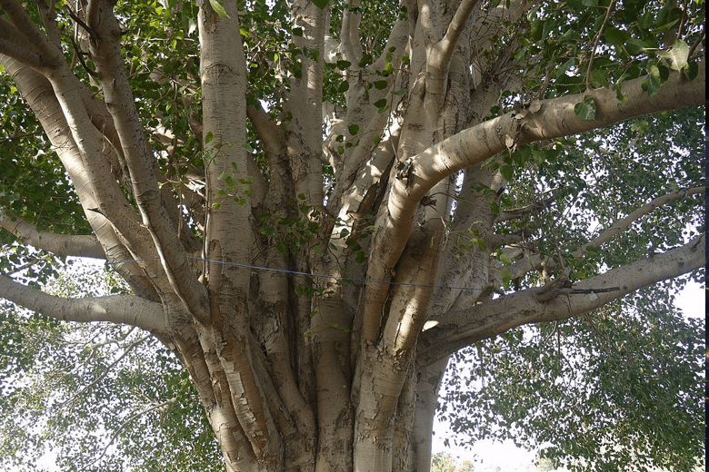 Tronco de tronco de árbol tronco, árbol, rama, raíz, tallo de la planta png
